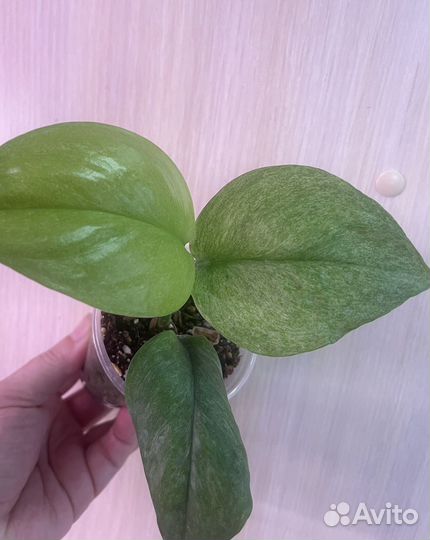 Сциндапсусы сортовые