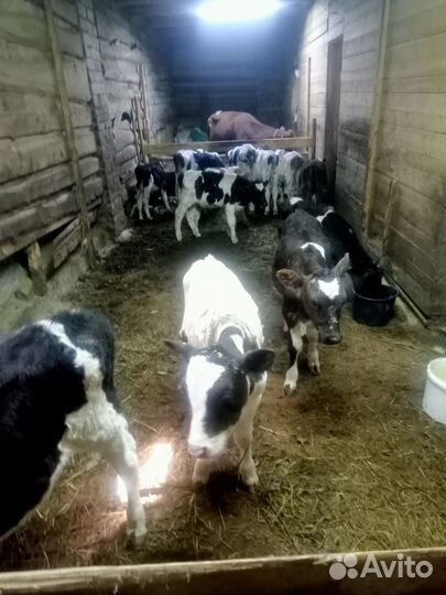 Бычки и тёлки овцы