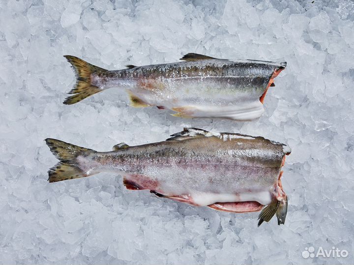 Горбуша пбг 2023г. (Сахалинская)