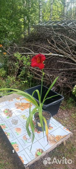 Лилейник красный