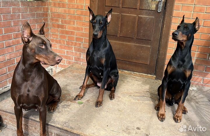 Щенки Добермана