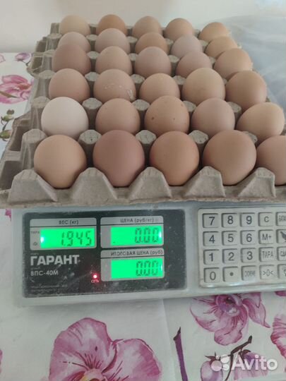 Домашние куриные яйца