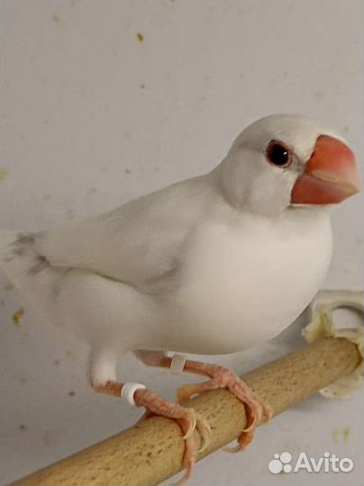 Самец рисовой амадины