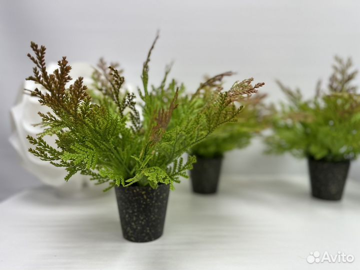 Декоративная зелень