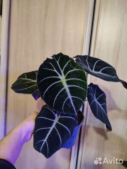 Алоказия детки