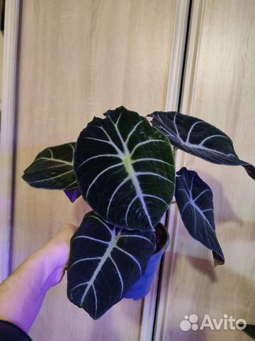 Алоказия детки