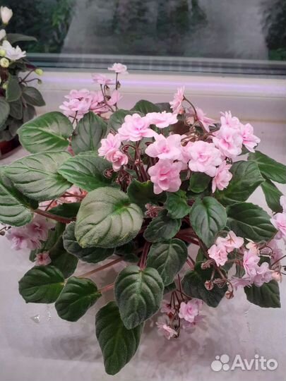 Фиалки Трейлеры, взрослые