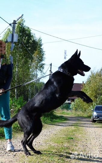 Шикарные Черные Девчонки вео