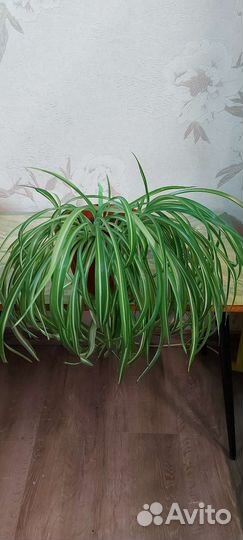 Хлорофитум кудрявый