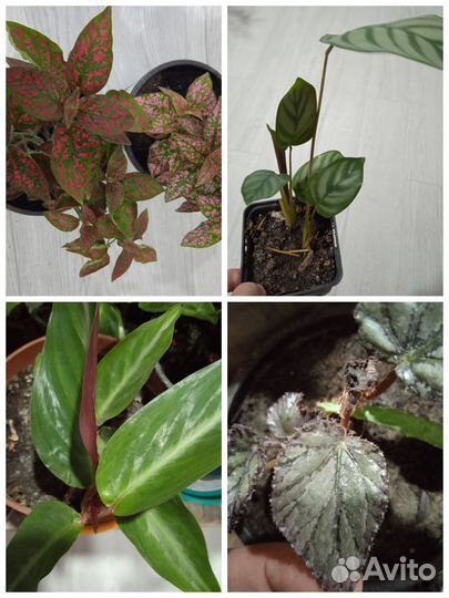 Комнатные цветы