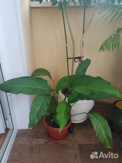 Комнатные растения