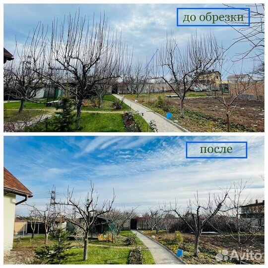 Обрезка деревьев. Плодовые. Ниваки. Стрижка