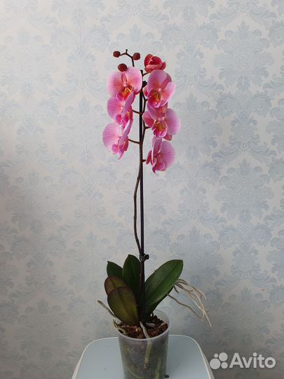 Орхидея фаленопсис биг лип
