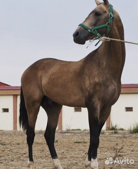 Ахалтекинец