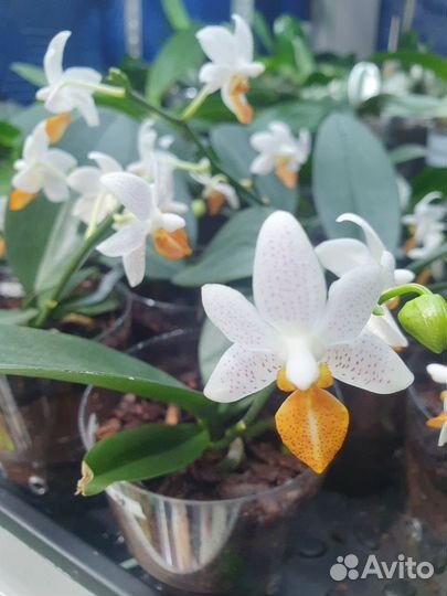 Кокодоро, минимарк,мелион,дасти бель,биондоро аром