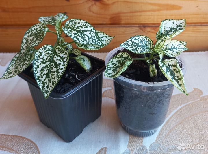 Гипестис,Белый мрамор,Гипоэстес(комн растения)