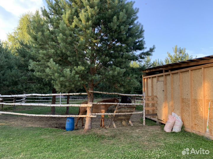 Навоз конский в мешках