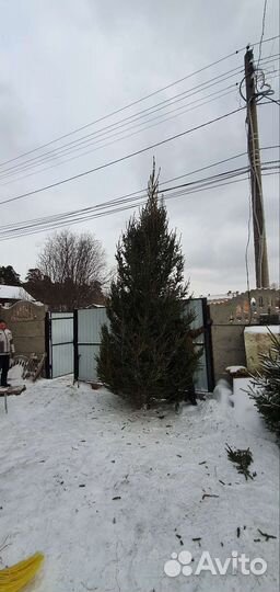 Ели живые новогоднии большие