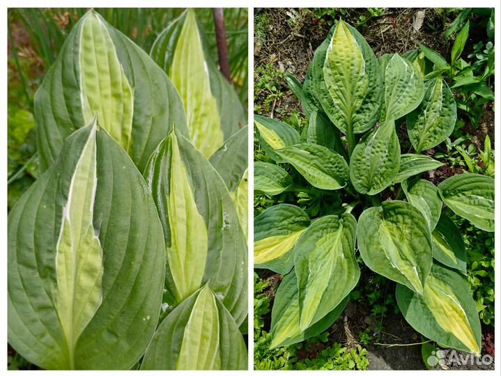 Хосты сортовые