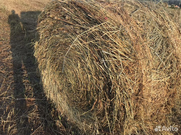 Сено люцерны в тюках