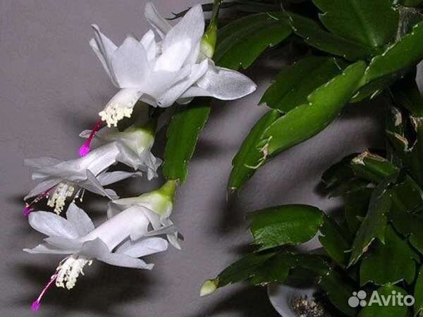 Зигокактус, шлюмбергера(Декабрист)