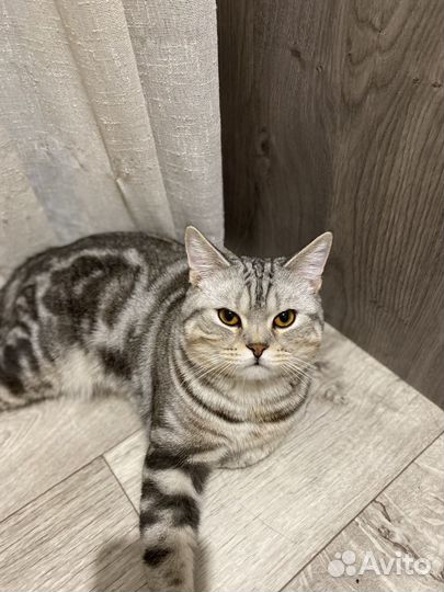 Шотландский кот для вязки