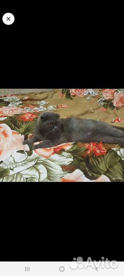 Британская кошка