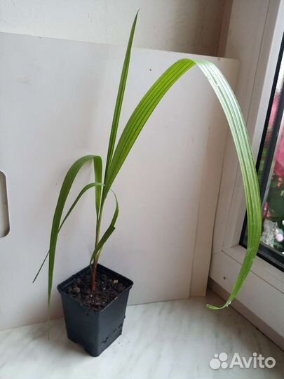 Пальмы хамедорея и вашингтония