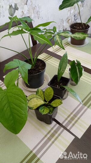 Домашние цветы