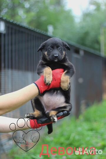 Щенки ищут дом