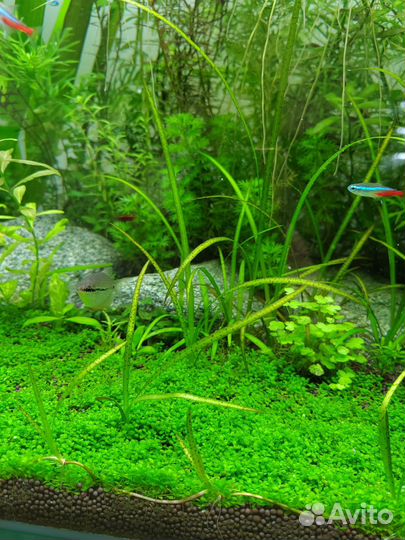 Аквариумные растения. Прополка штучно и набором