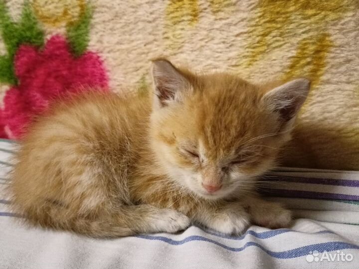 Рыжий котенок девочка