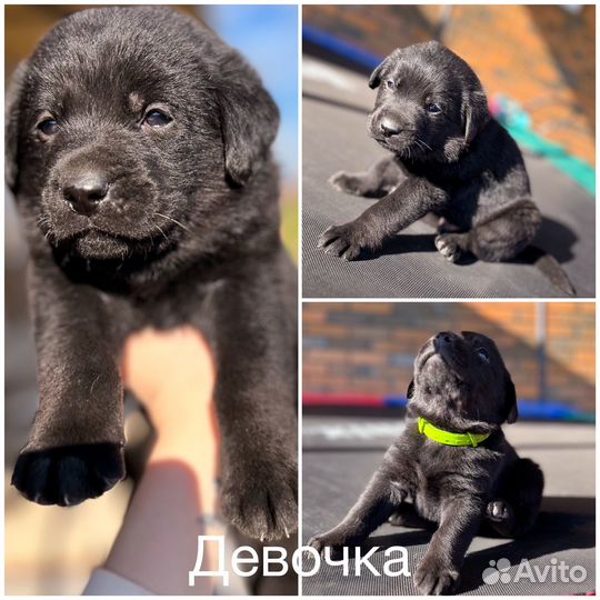 Метис лабрадора в добрые руки