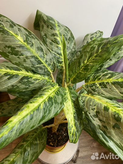 Аглаонема пикок