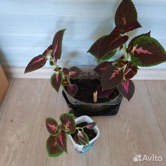 Комнатные цветы.Колеус