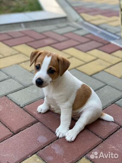 Джек Рассел терьер