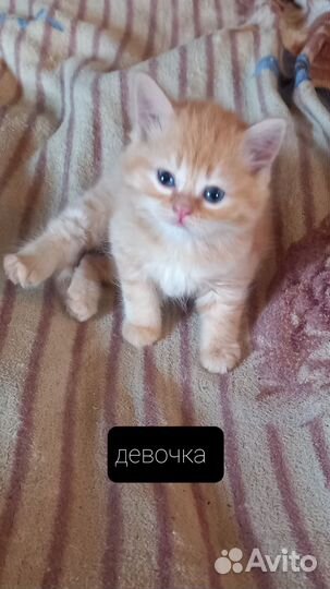 Котята шотландские