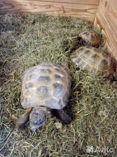 Черепаха сухопутная живая