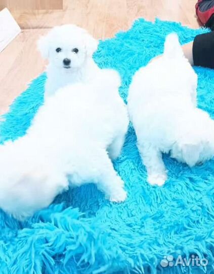 Бишон фризе вязка мальчик