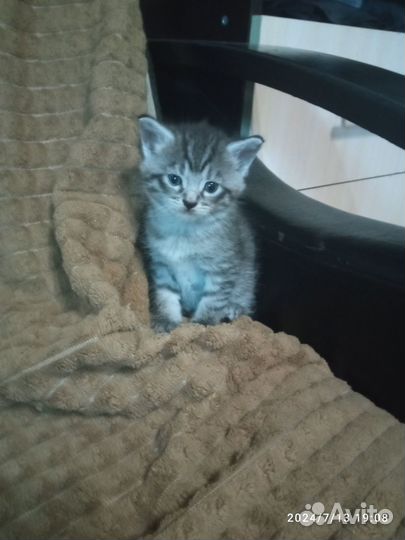 Котята мейн-кун помесь
