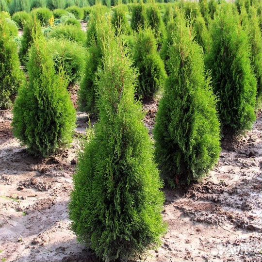 Туя смарагд