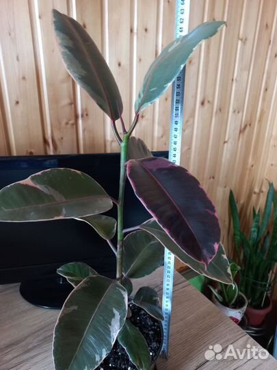 Фикус каучуконосный большой