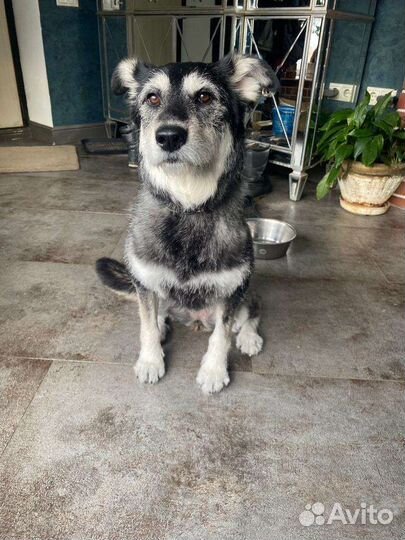 Собака в добрые руки отдам бесплатно