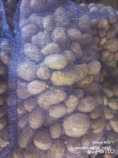 Продам картофель