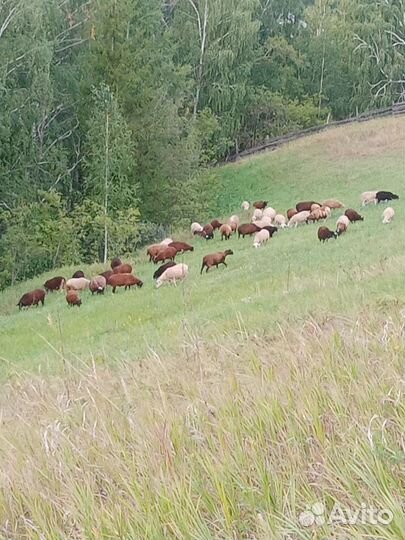 Бараны овцы на мясо. На выращивание. Живым весом