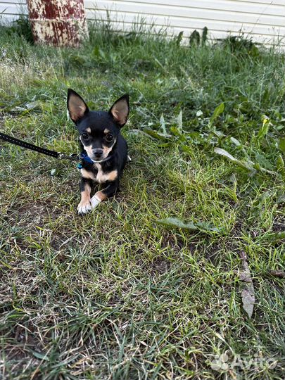 Собака русский той