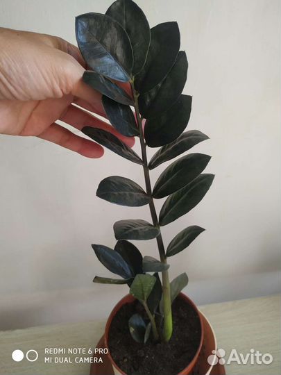 Замиокулькас равен. (Черный)