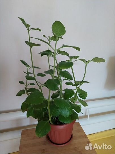 Комнатная мята