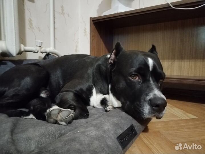 Амстафф вязка