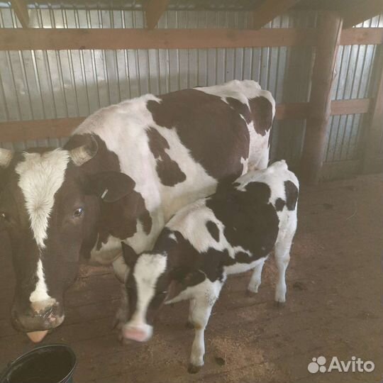 Корова с теленком можно раздельно